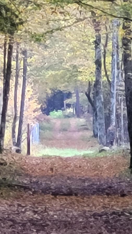 In Nature Bialowieza Exterior photo